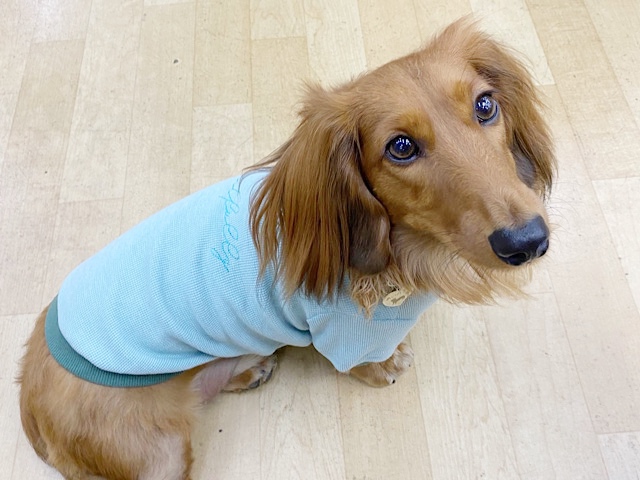 とっても可愛い洋服販売中〜!IDOG&ICAT♥️ 説明画像です