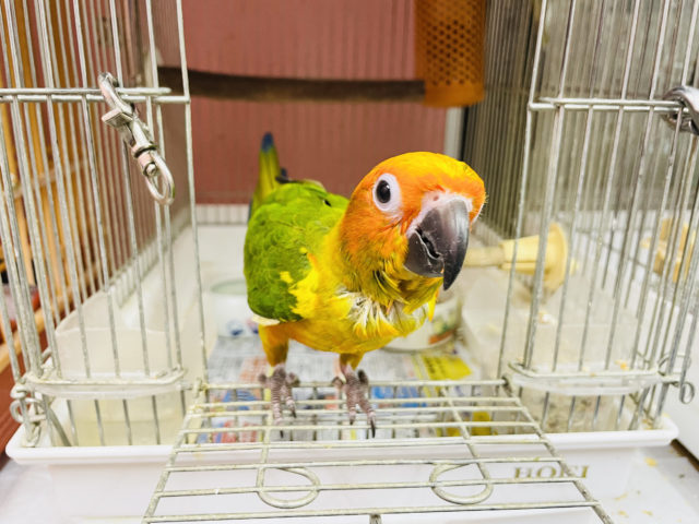 コガネメキシコインコ