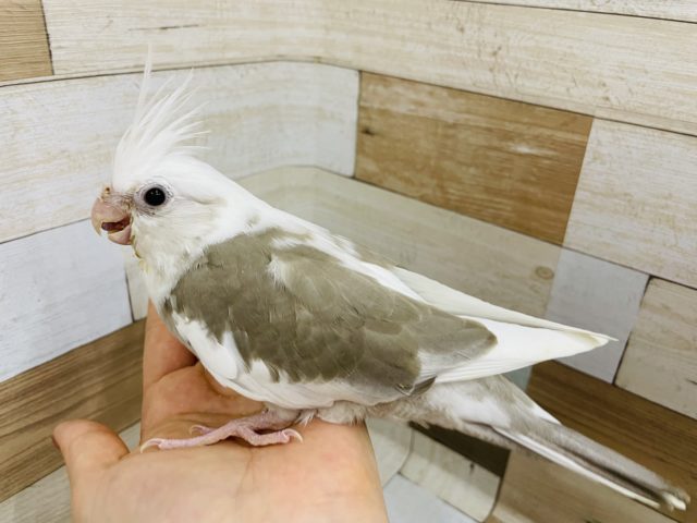 オカメインコ
