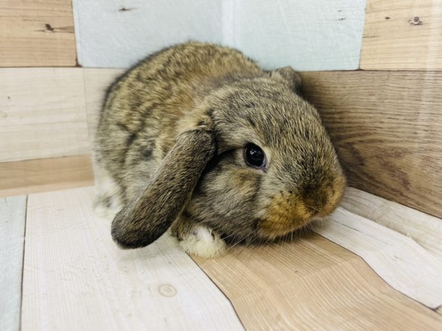 ロップイヤーラビット