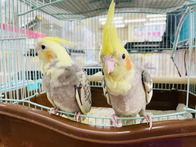 オカメインコ