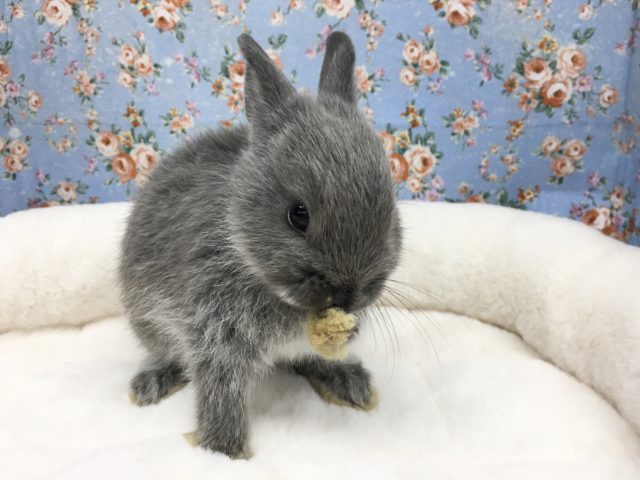 ネザーランドドワーフ