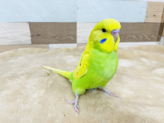 ジャンボセキセイインコ