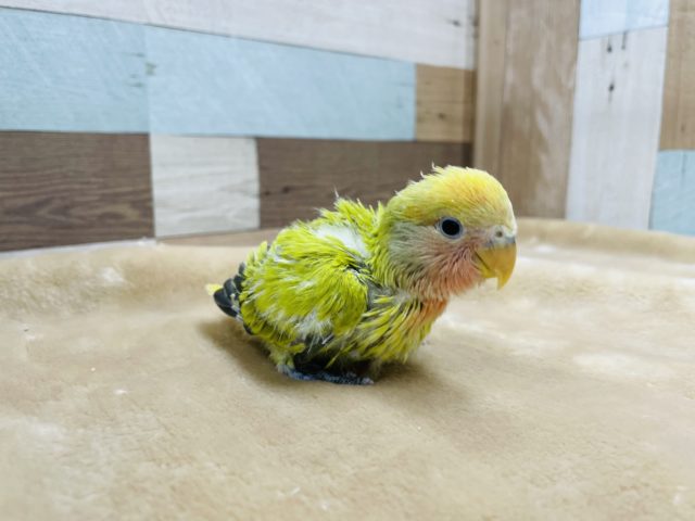 コザクラインコ（小桜インコ）