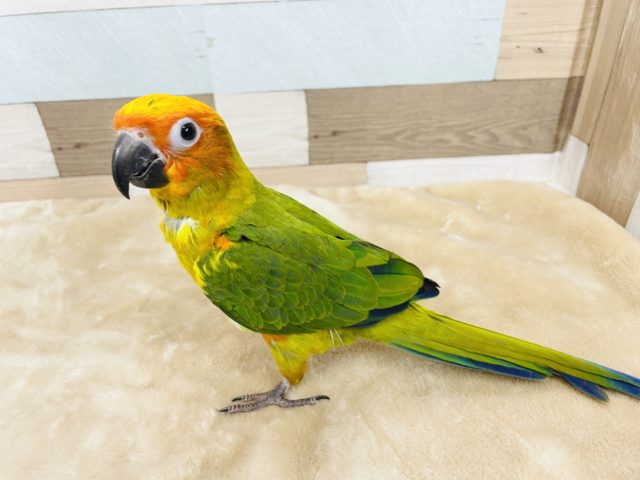 コガネメキシコインコ