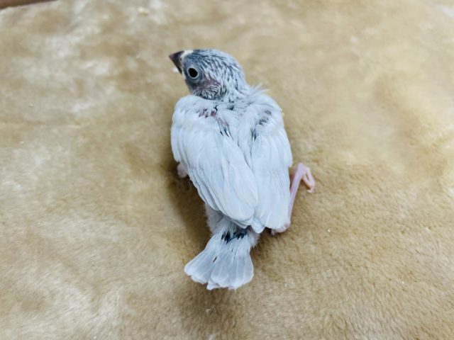 シルバー文鳥