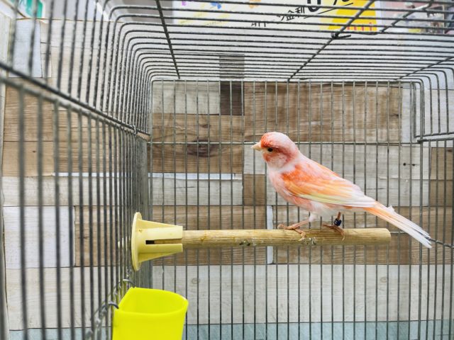 赤カナリア