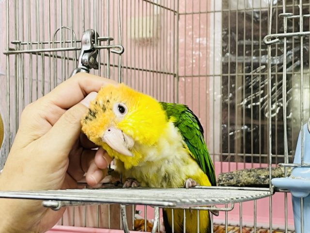 シロハラインコ