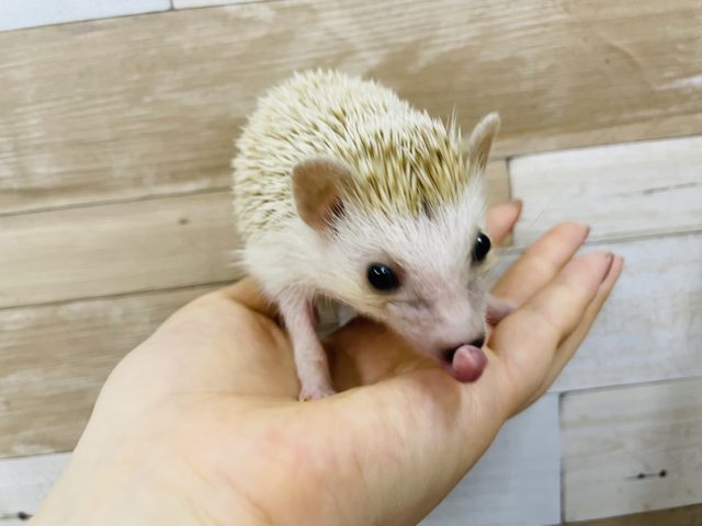 ハリネズミ（ヨツユビハリネズミ）