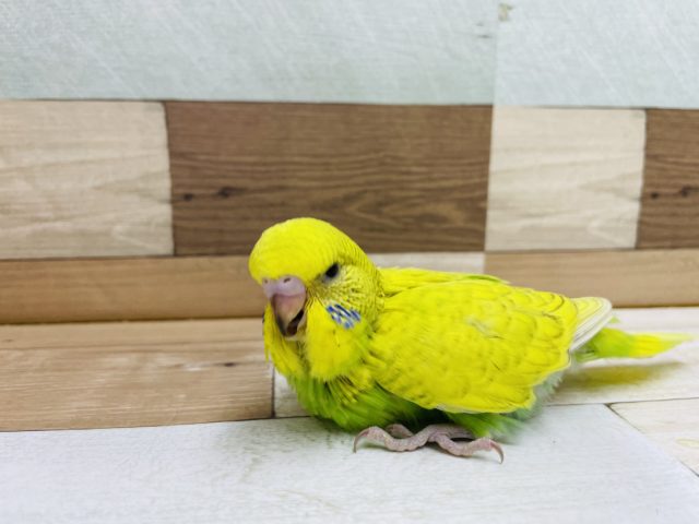 超ホヤホヤ最新画像♪手に乗ってきて降りない!?ジャンボセキセイインコヒナのスパングルカラー! ジャンボセキセイインコ