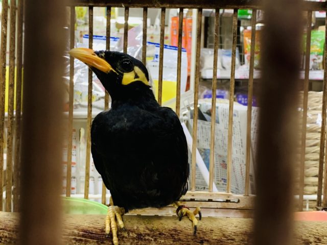 九官鳥（キュウカンチョウ）