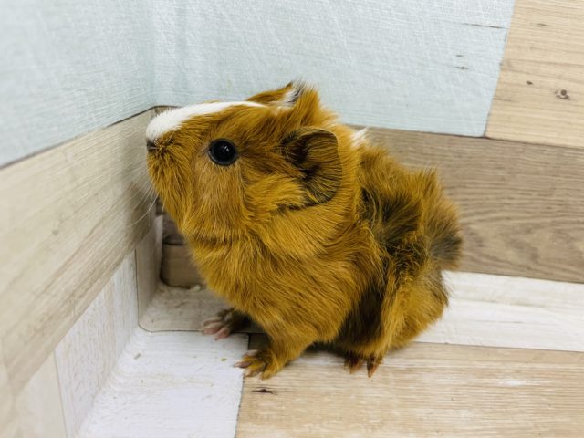 アビシニアンモルモット