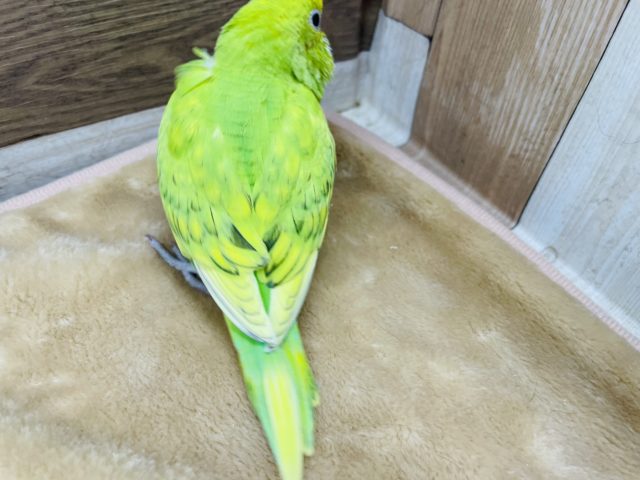 セキセイインコ