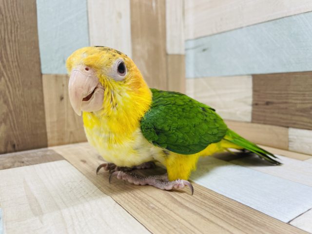 シロハラインコ