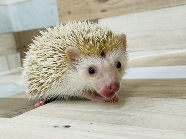 ハリネズミ（ヨツユビハリネズミ）