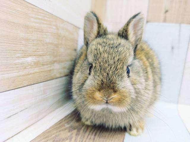 ネザーランドドワーフ