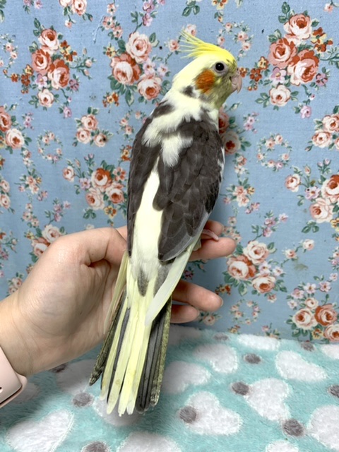 オカメインコ