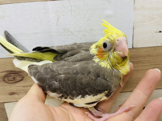 オカメインコ