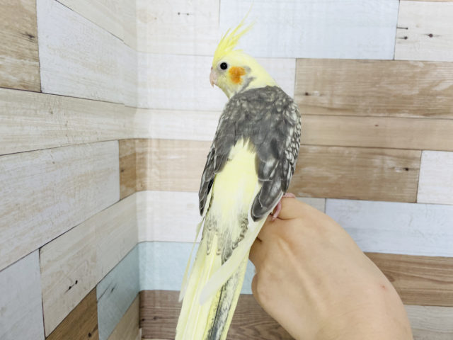 オカメインコ