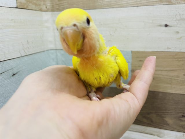 コザクラインコ（小桜インコ）