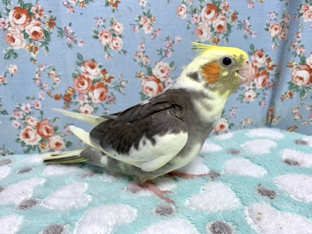 オカメインコ