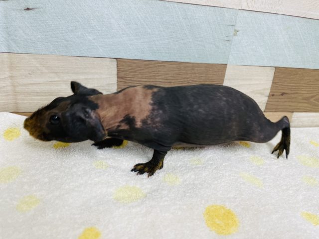 スキニーギニアピッグ