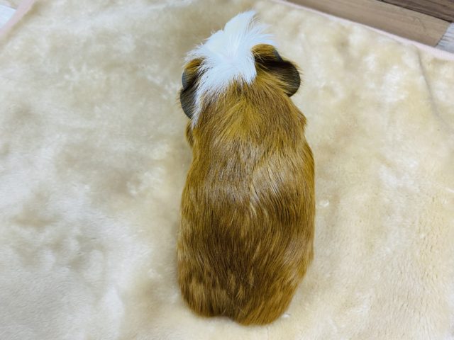 クレステッドモルモット