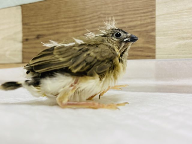 錦花鳥（キンカチョウ）