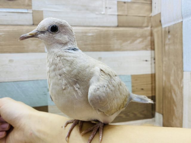 ジュズカケバト