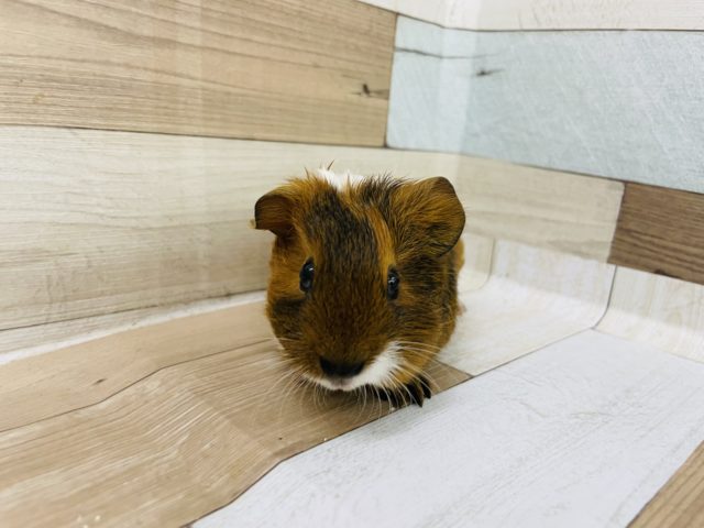 イングリッシュモルモット