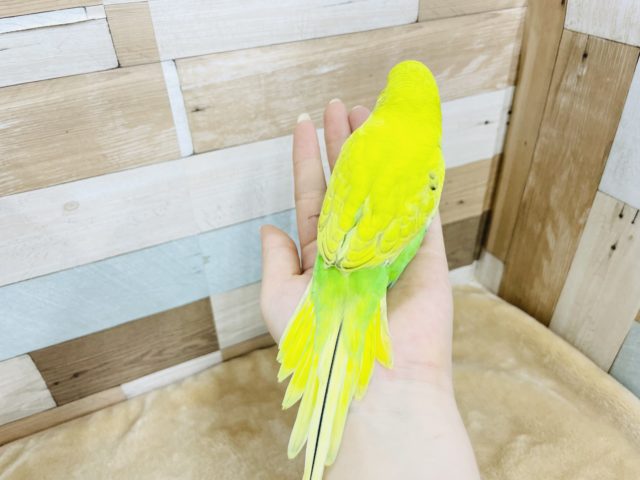 超ホヤホヤ最新画像♪手に乗ってきて降りない!?ジャンボセキセイインコヒナのスパングルカラー! ジャンボセキセイインコ