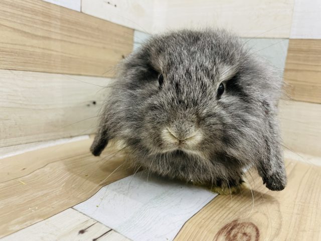 ロップイヤーラビット