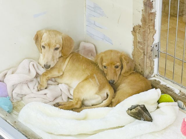 ミニチュアダックス