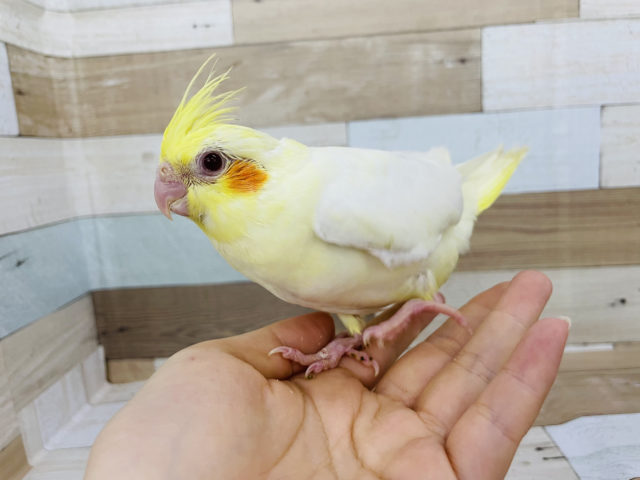 オカメインコ