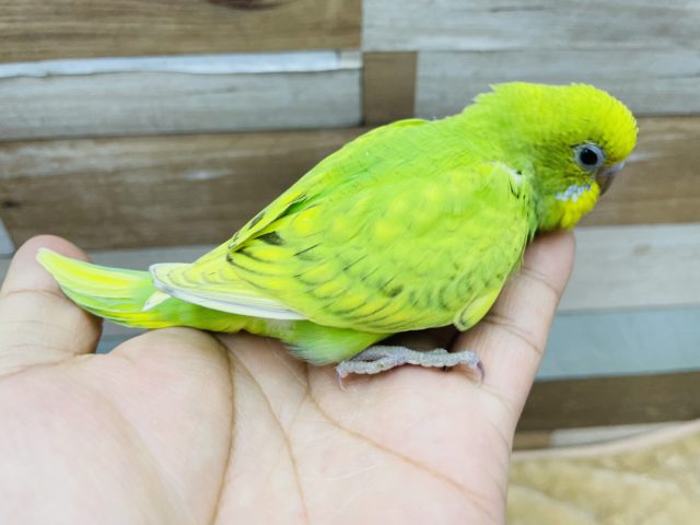 セキセイインコ