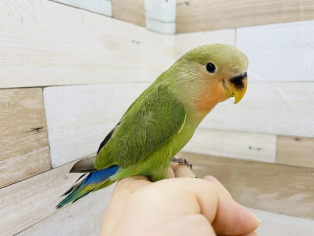 コザクラインコ（小桜インコ）