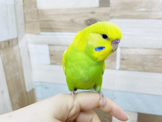 ジャンボセキセイインコ