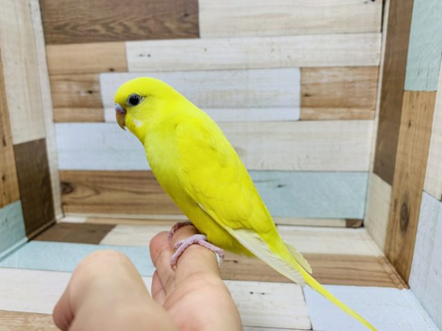 セキセイインコ