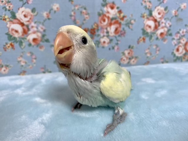コザクラインコ（小桜インコ）