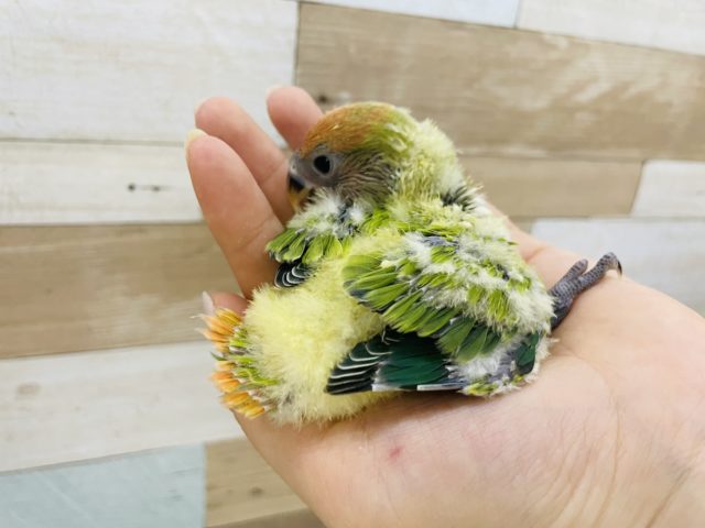 コザクラインコ（小桜インコ）