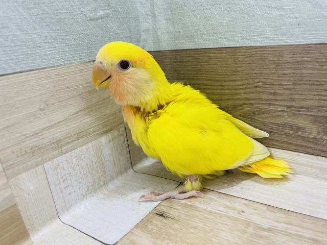 コザクラインコ（小桜インコ）