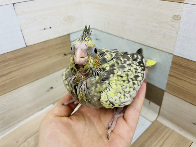オカメインコ