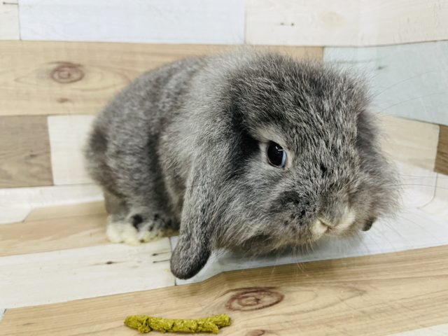 ロップイヤーラビット