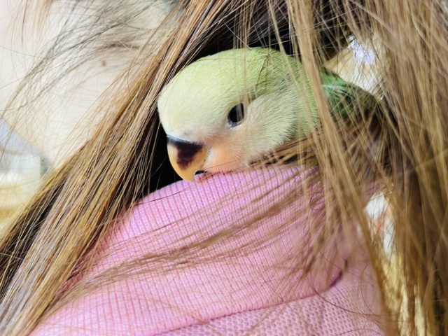 コザクラインコ（小桜インコ）