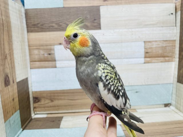 オカメインコ