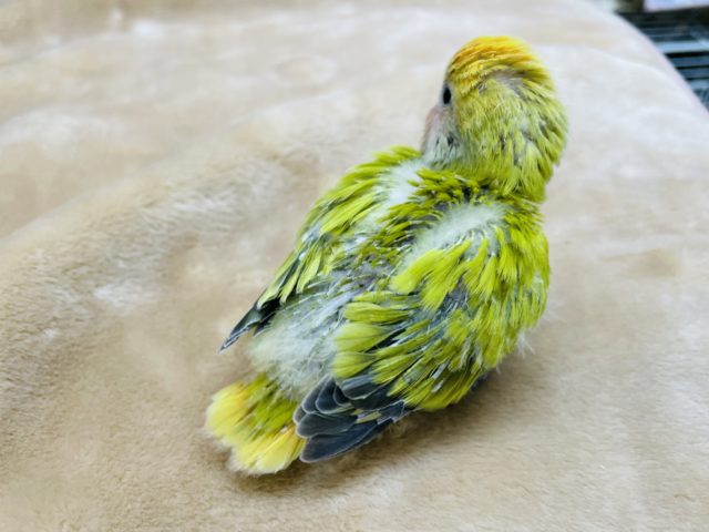 コザクラインコ（小桜インコ）