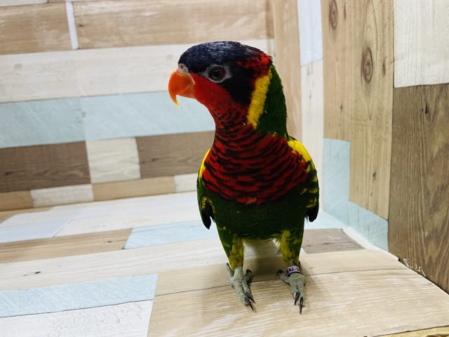 ズグロゴシキセイガイインコ