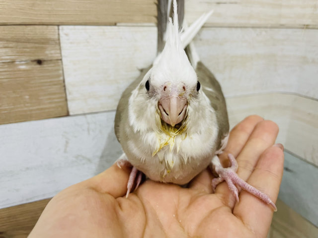 オカメインコ