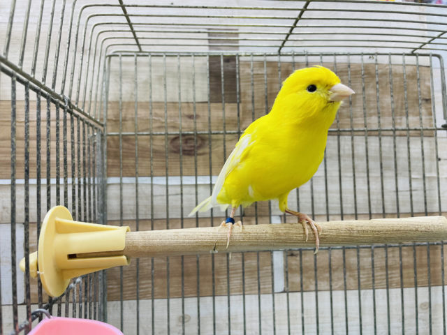 レモンカナリア