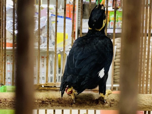 九官鳥（キュウカンチョウ）